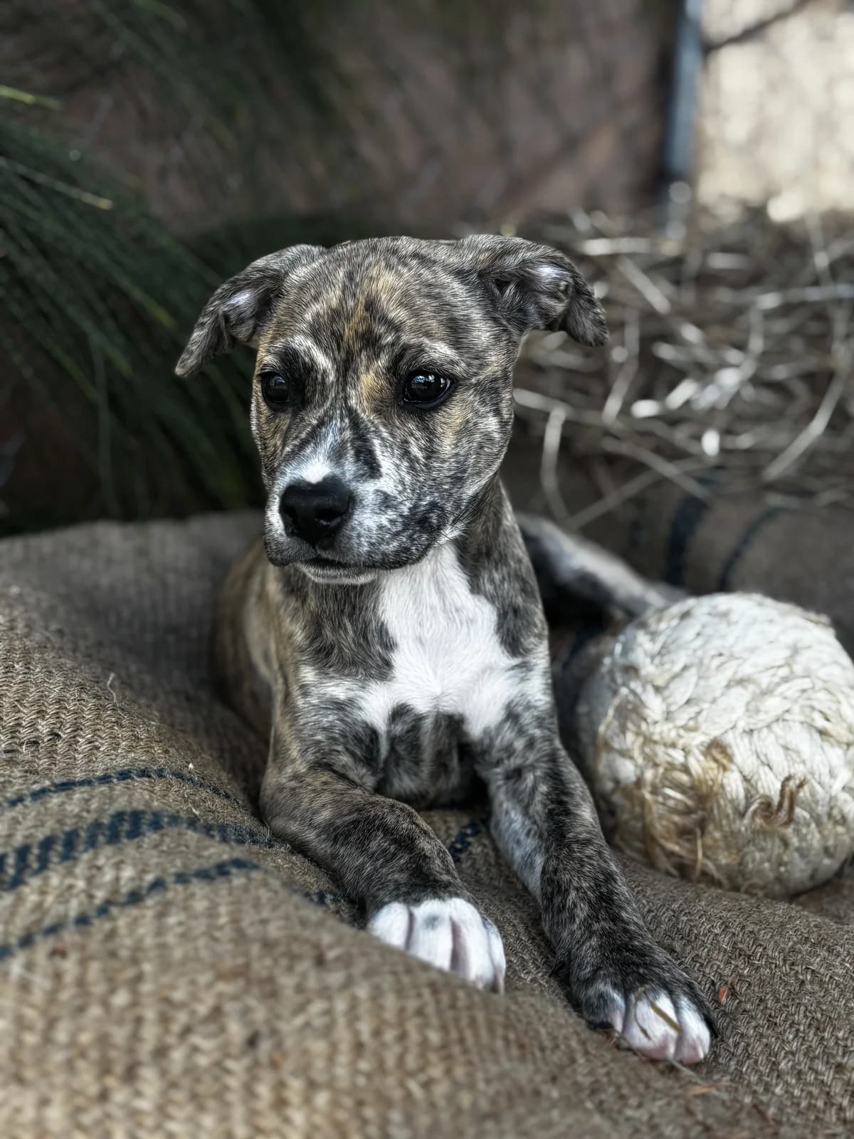 Levi - Mixed Breed available for adoption at SPCA New Zealand in Hastings