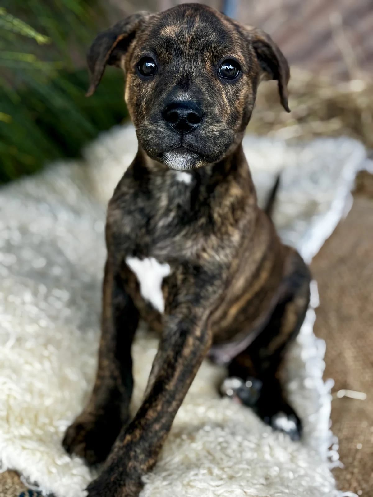 Zion - Mixed Breed available for adoption at SPCA New Zealand in Hastings