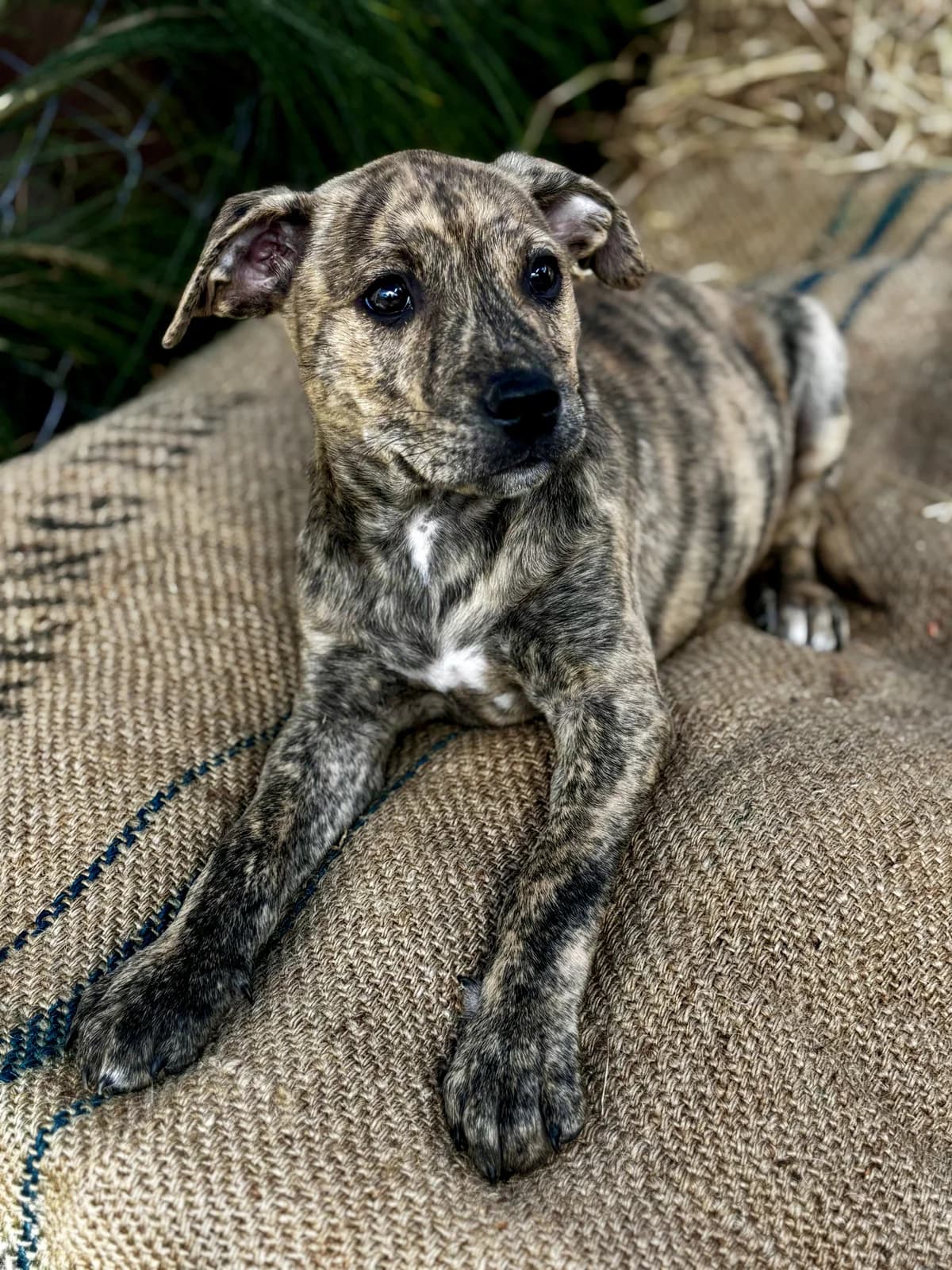 Nico - Mixed Breed available for adoption at SPCA New Zealand in Hastings