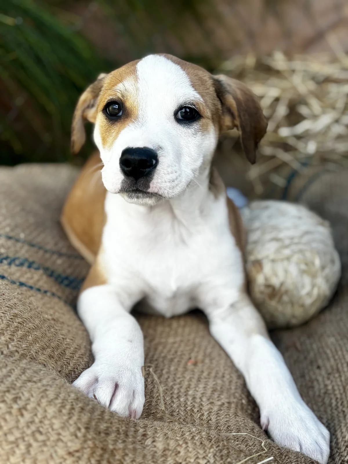 Koda - Mixed Breed available for adoption at SPCA New Zealand in Hastings