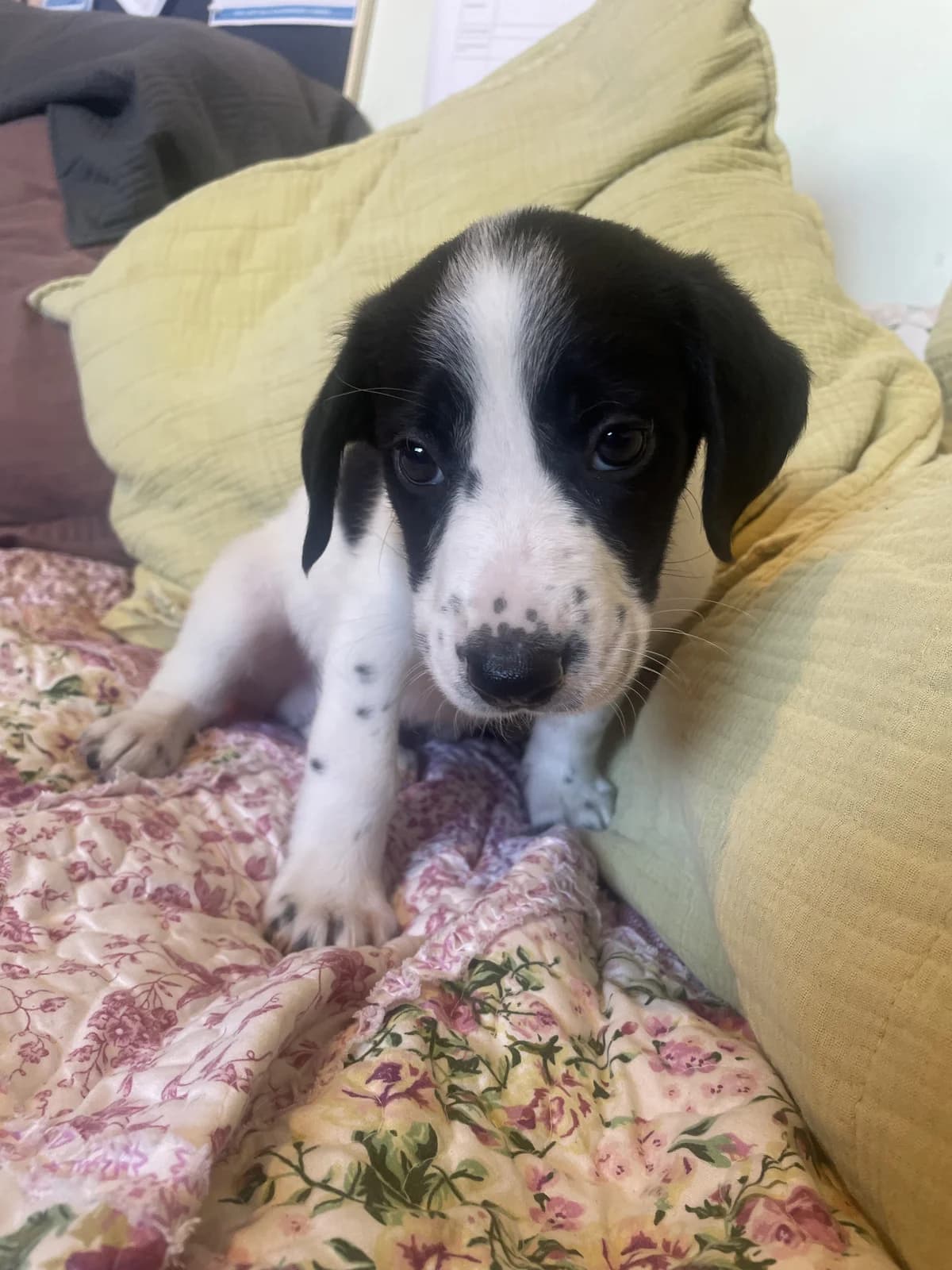Beauden - Mixed Breed available for adoption at SPCA New Zealand in Whakatane