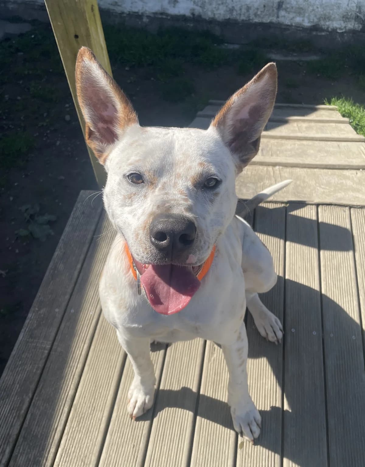 Dug - Mixed Breed available for adoption at SPCA New Zealand in Whakatane