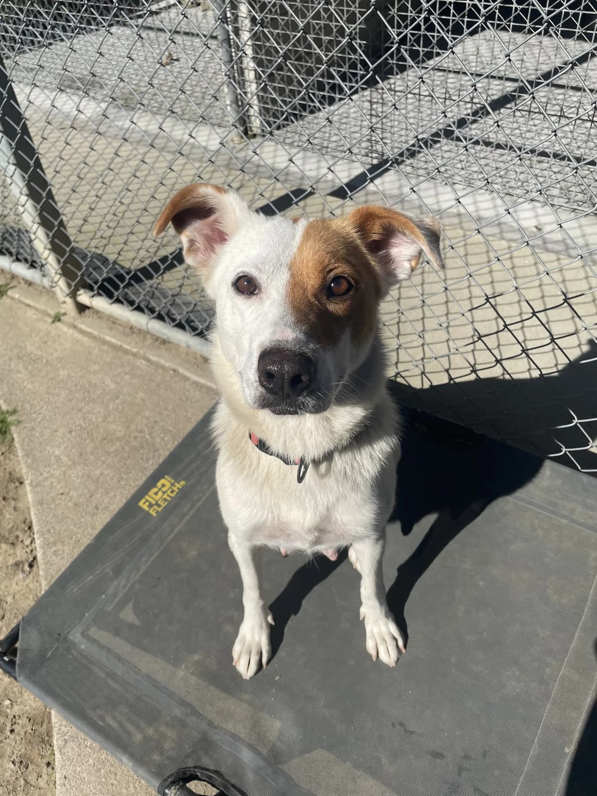Ruby - Mixed Breed available for adoption at SPCA New Zealand in Whakatane