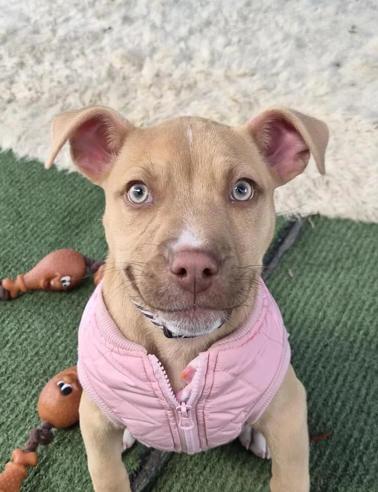 Miley - Mixed Breed available for adoption at SPCA New Zealand in Napier