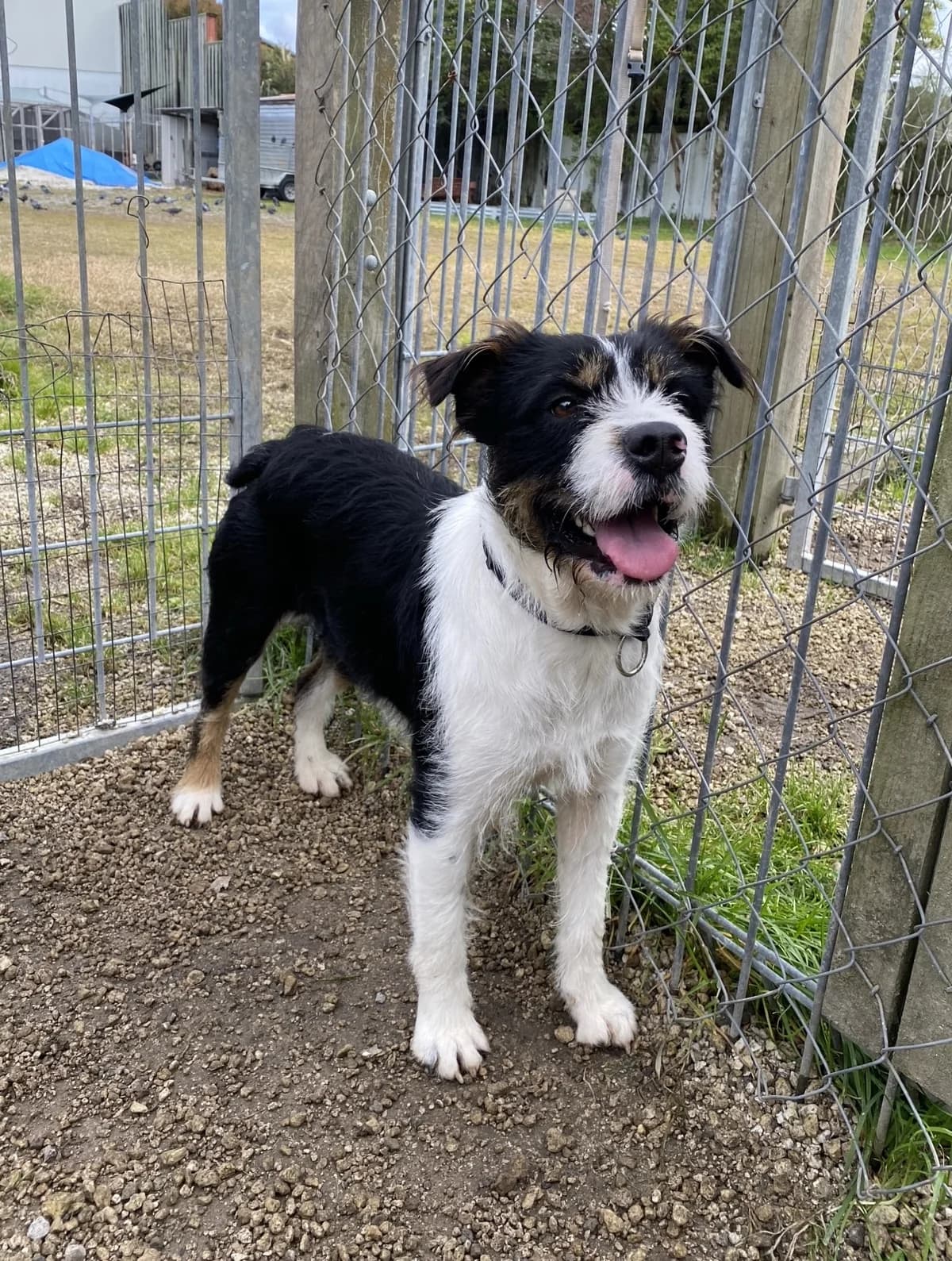 Journey - Mixed Breed available for adoption at SPCA New Zealand in Rotorua
