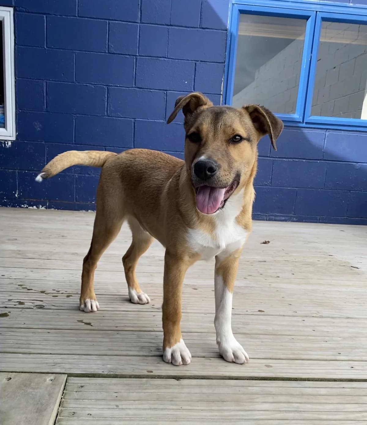 Buddy - Mixed Breed available for adoption at SPCA New Zealand in Rotorua