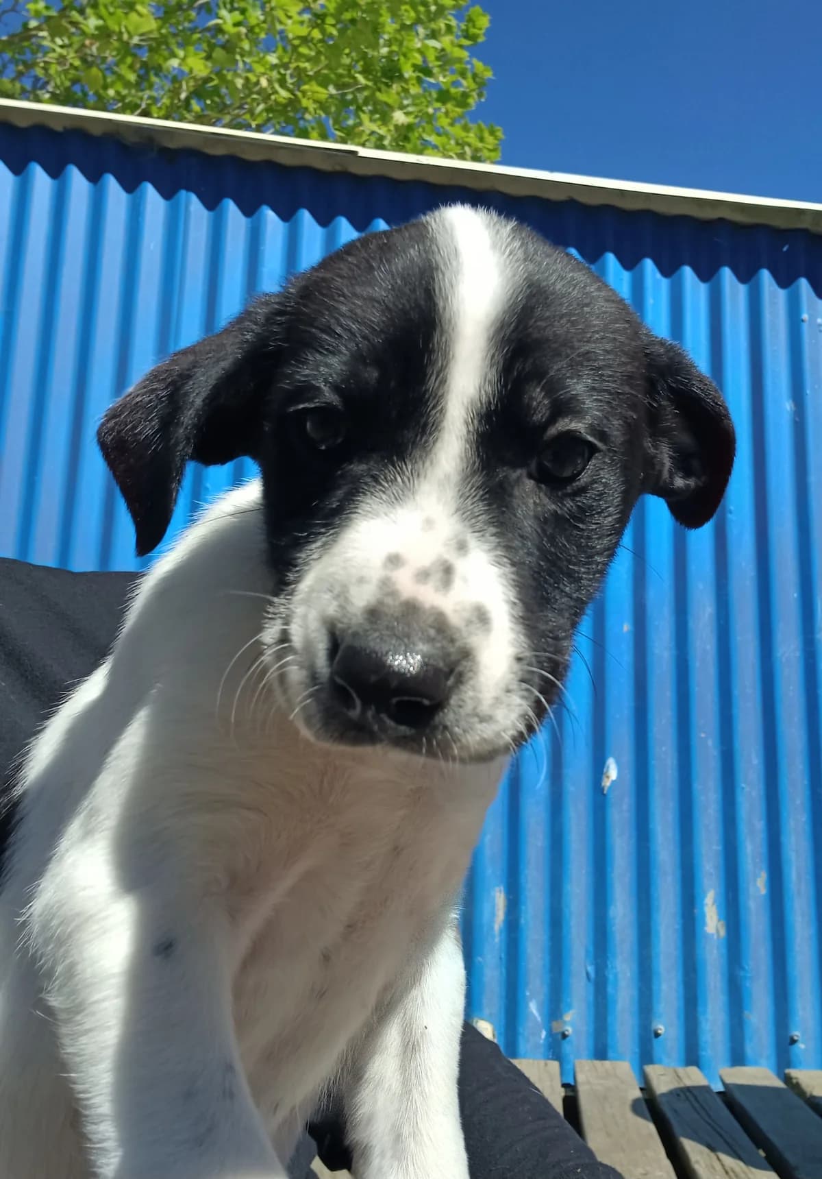 Maddison - Mixed Breed available for adoption at SPCA New Zealand in Thames