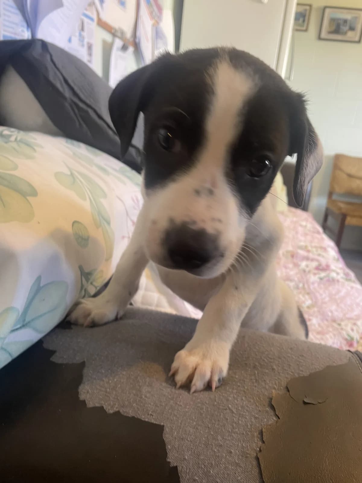 Dougie - Mixed Breed available for adoption at SPCA New Zealand in Thames