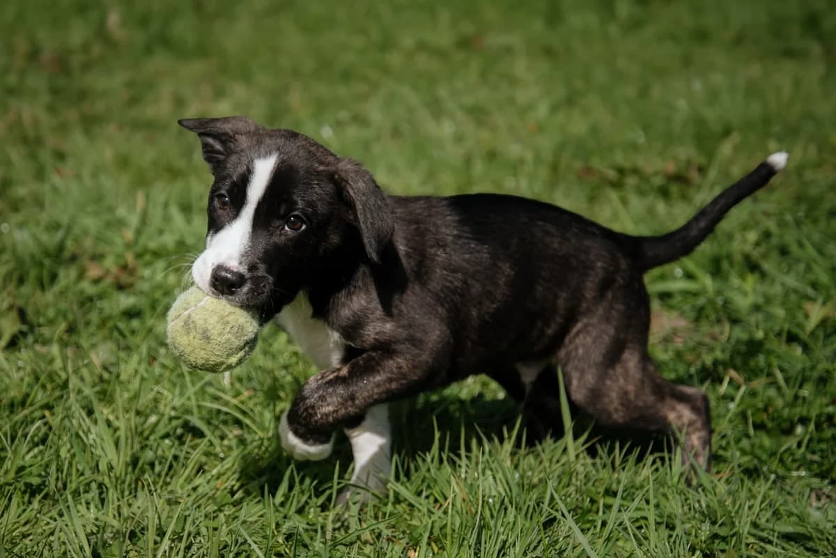 Tito - Mixed Breed available for adoption at SPCA New Zealand in Kerikeri