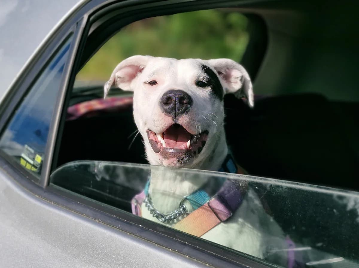 Mouse - Mixed Breed available for adoption in Wellington