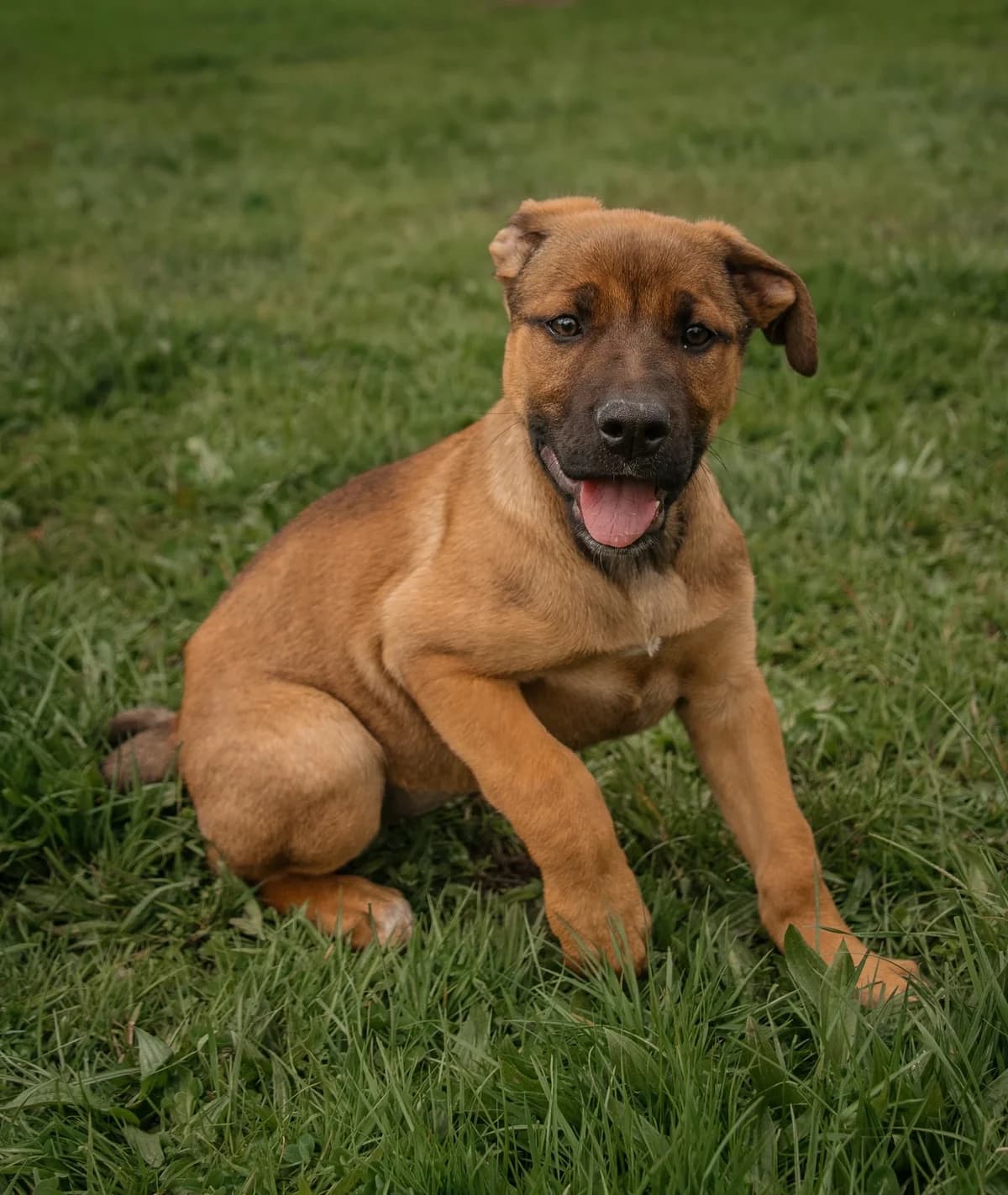 Cinnamon - Mixed Breed available for adoption at SPCA New Zealand in Kerikeri