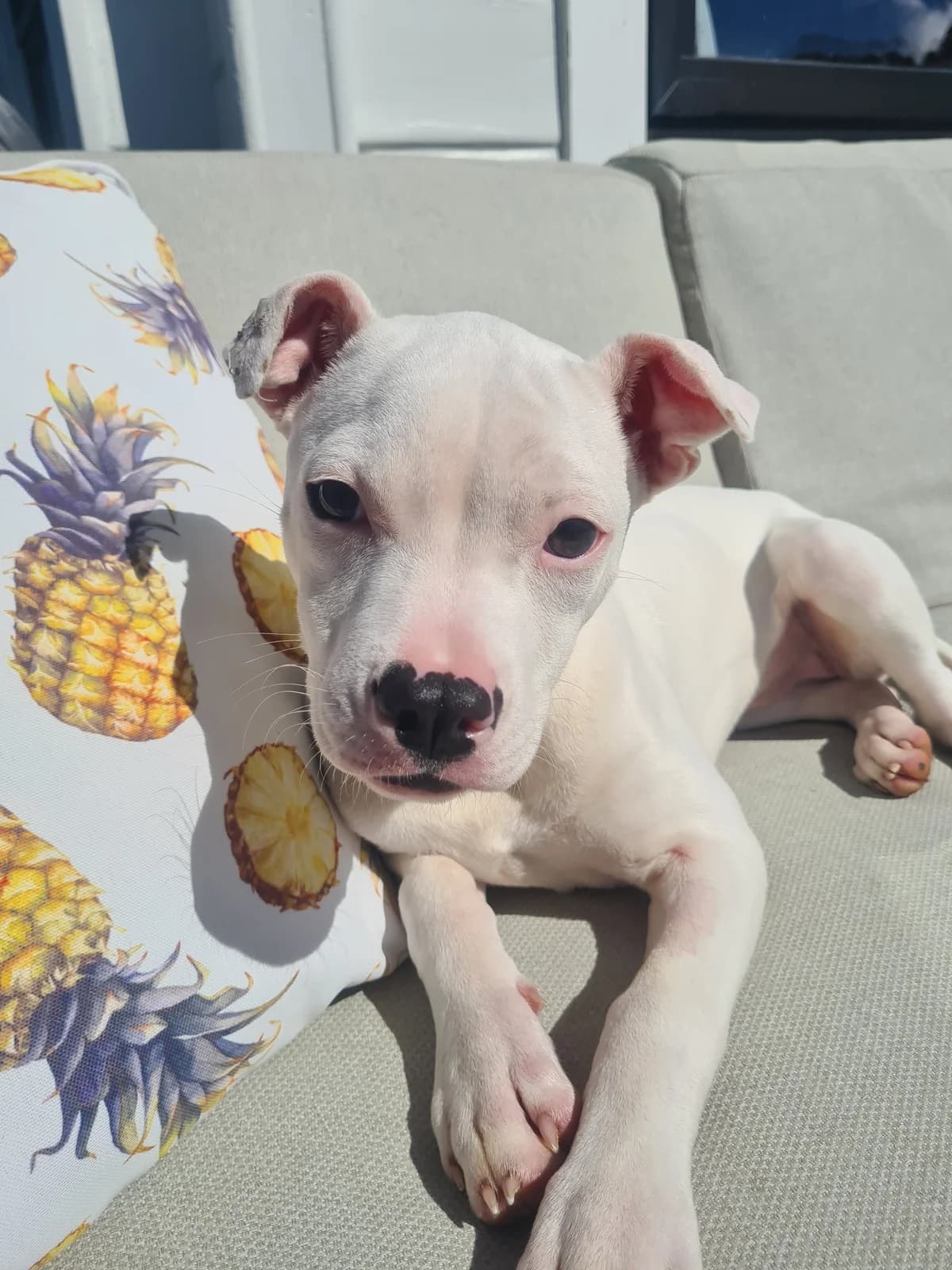 Sophie - Mixed Breed available for adoption in Wellington
