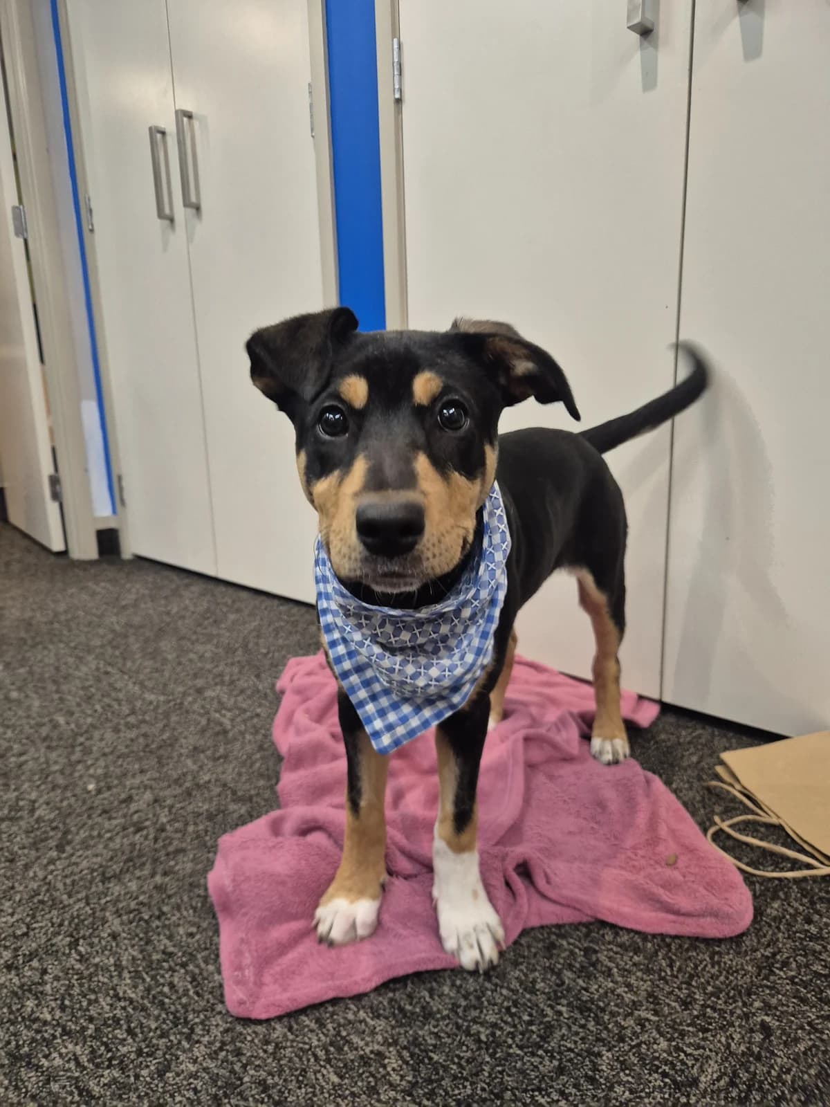Finch - Mixed Breed available for adoption at SPCA New Zealand in Palmerston North