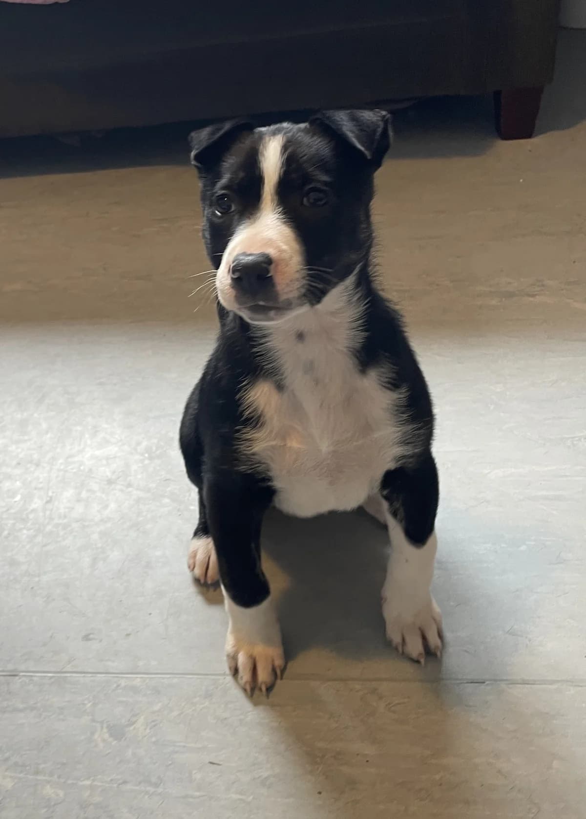 Cloud - Mixed Breed available for adoption at SPCA New Zealand in Thames