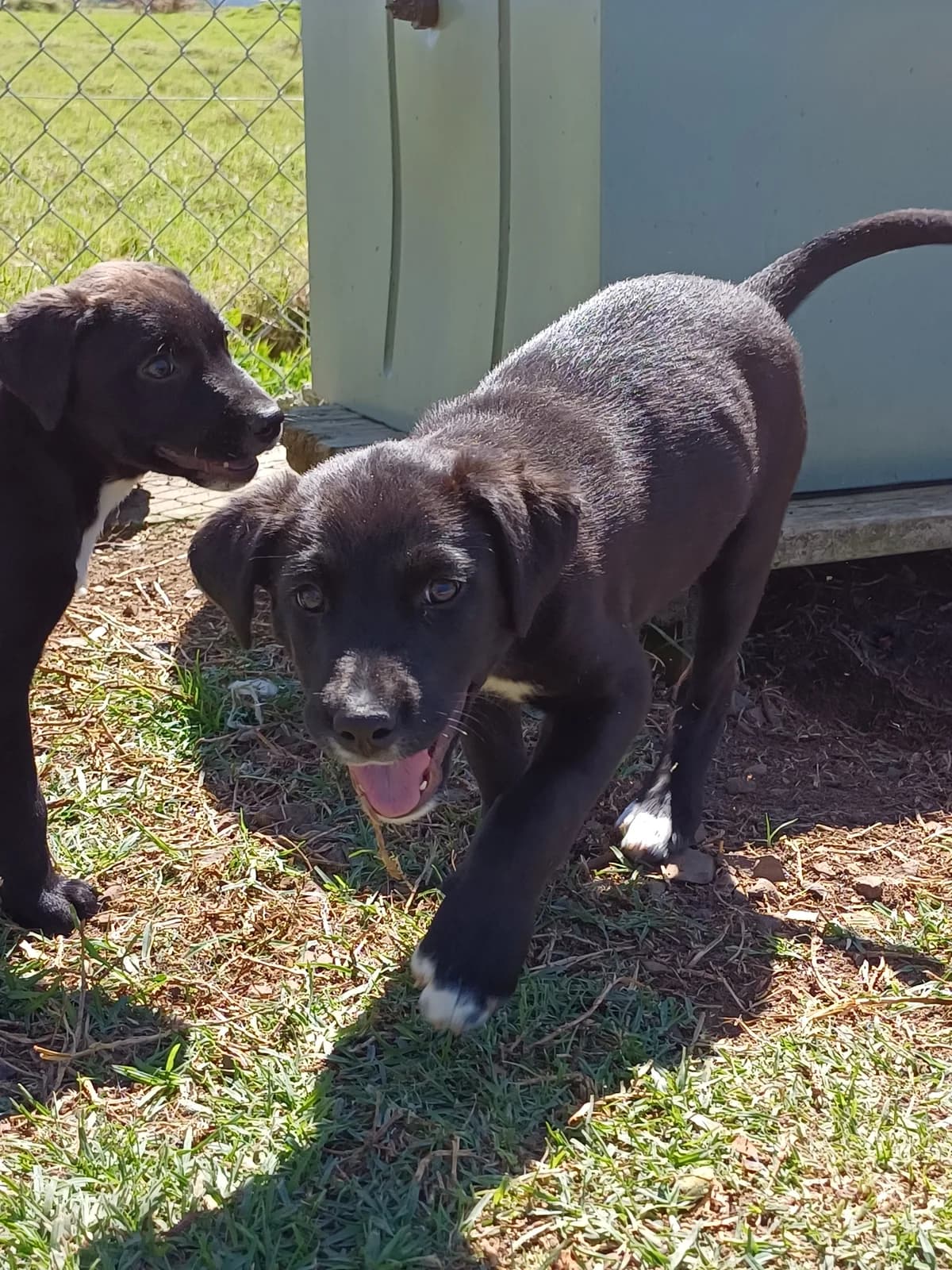Marty - Mixed Breed available for adoption at SPCA New Zealand in Thames