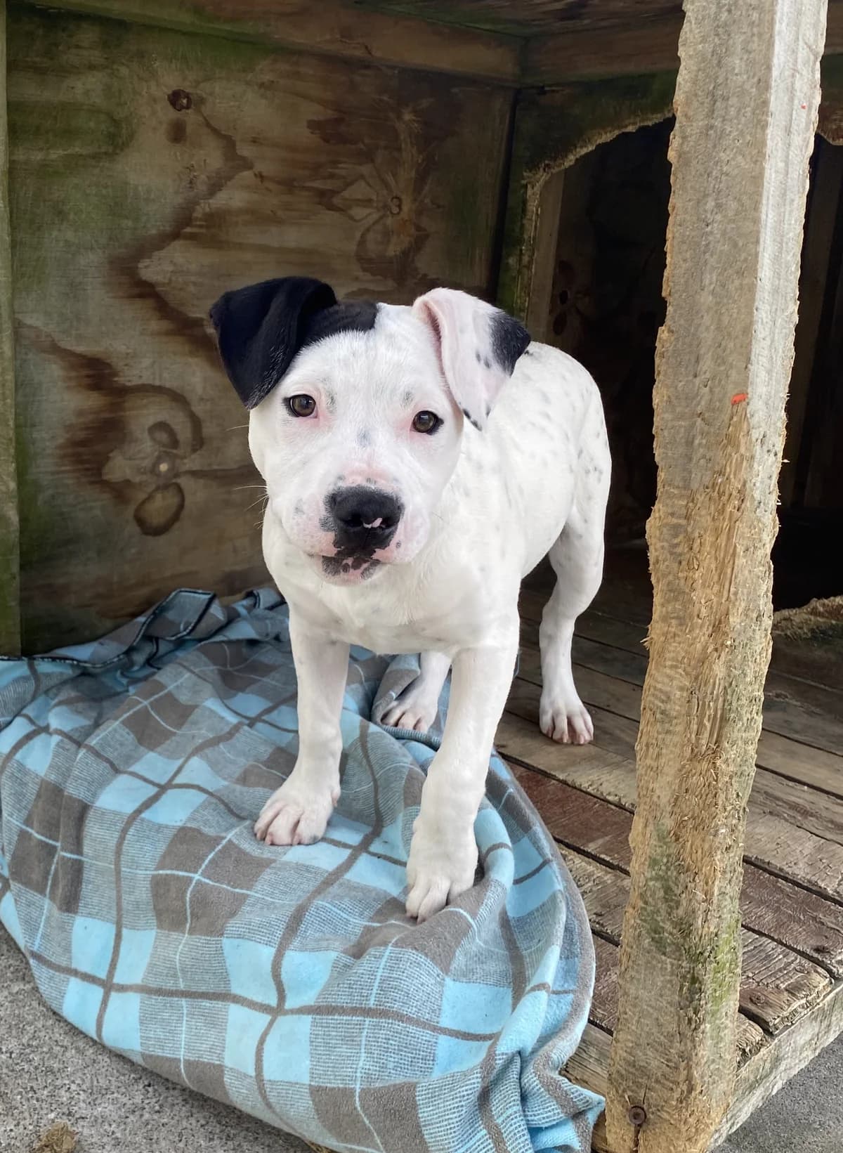 Goody - Mixed Breed available for adoption at SPCA New Zealand in Rotorua