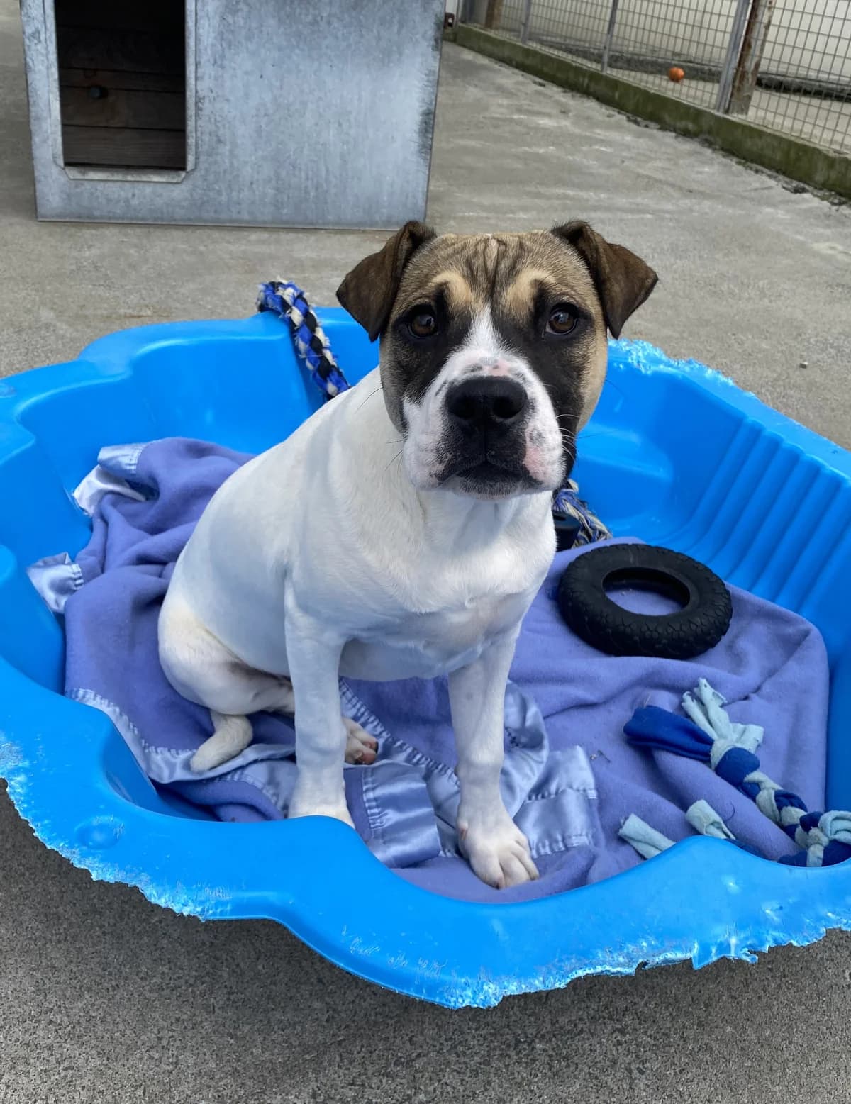 Fudge - Mixed Breed available for adoption at SPCA New Zealand in Rotorua