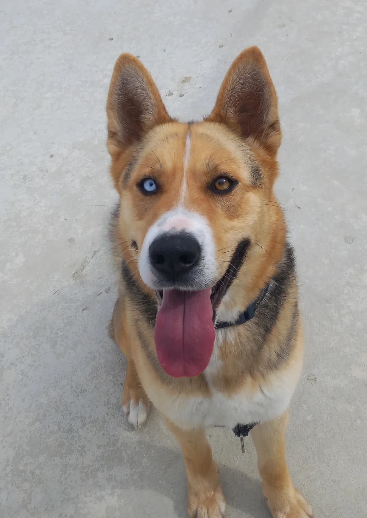 Coco - Mixed Breed available for adoption at SPCA New Zealand in Nelson