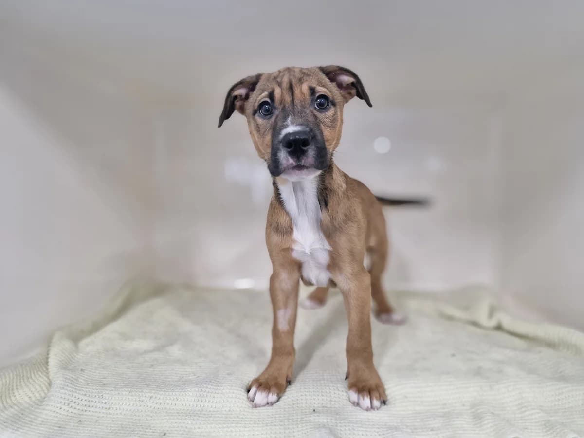 Bindi - Mixed Breed available for adoption in Wellington