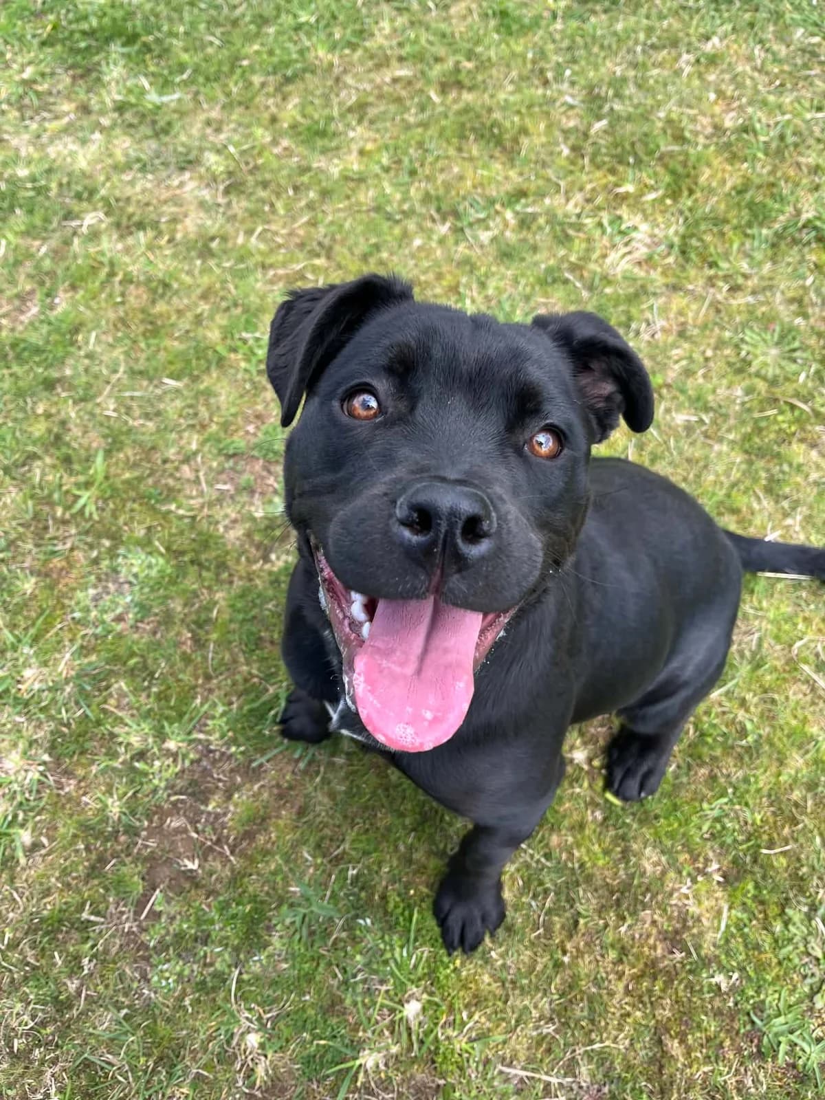 Meeko - Mixed Breed available for adoption at SPCA New Zealand in Hamilton