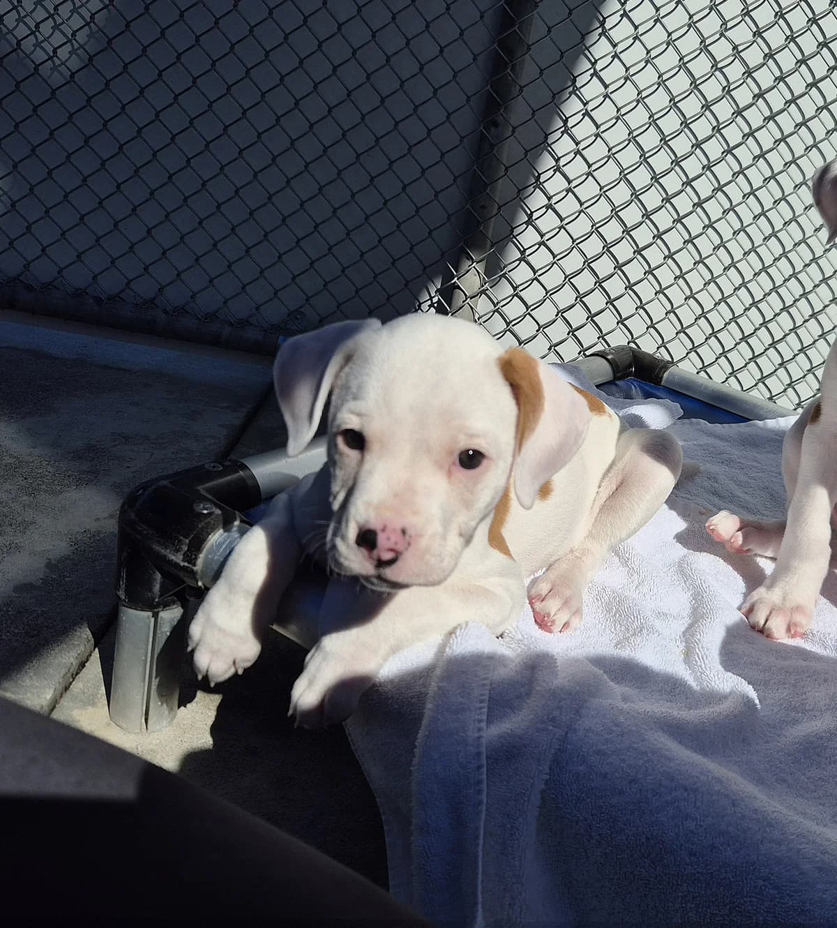 Mora - Mixed Breed available for adoption at SPCA New Zealand in Palmerston North