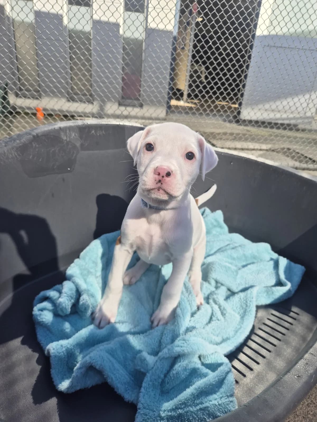 Peach - Mixed Breed available for adoption at SPCA New Zealand in Palmerston North