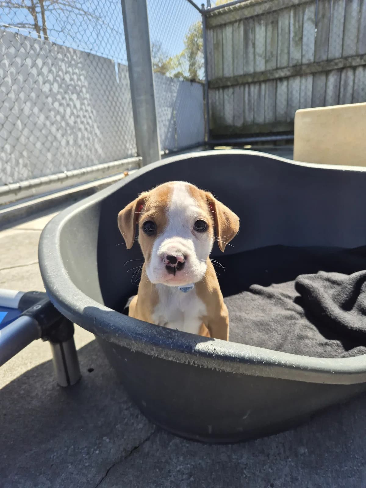 Plum - Mixed Breed available for adoption at SPCA New Zealand in Palmerston North