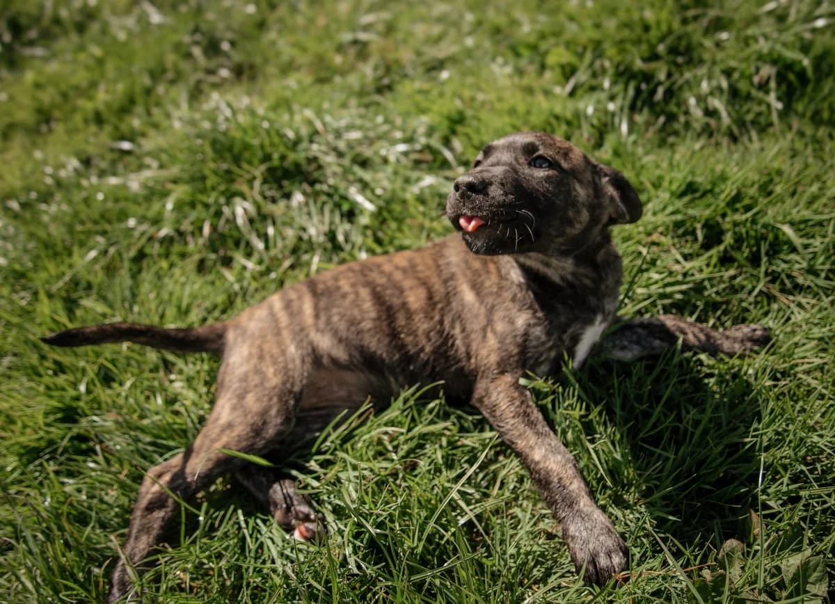 Tamale - Mixed Breed available for adoption at SPCA New Zealand in Kerikeri