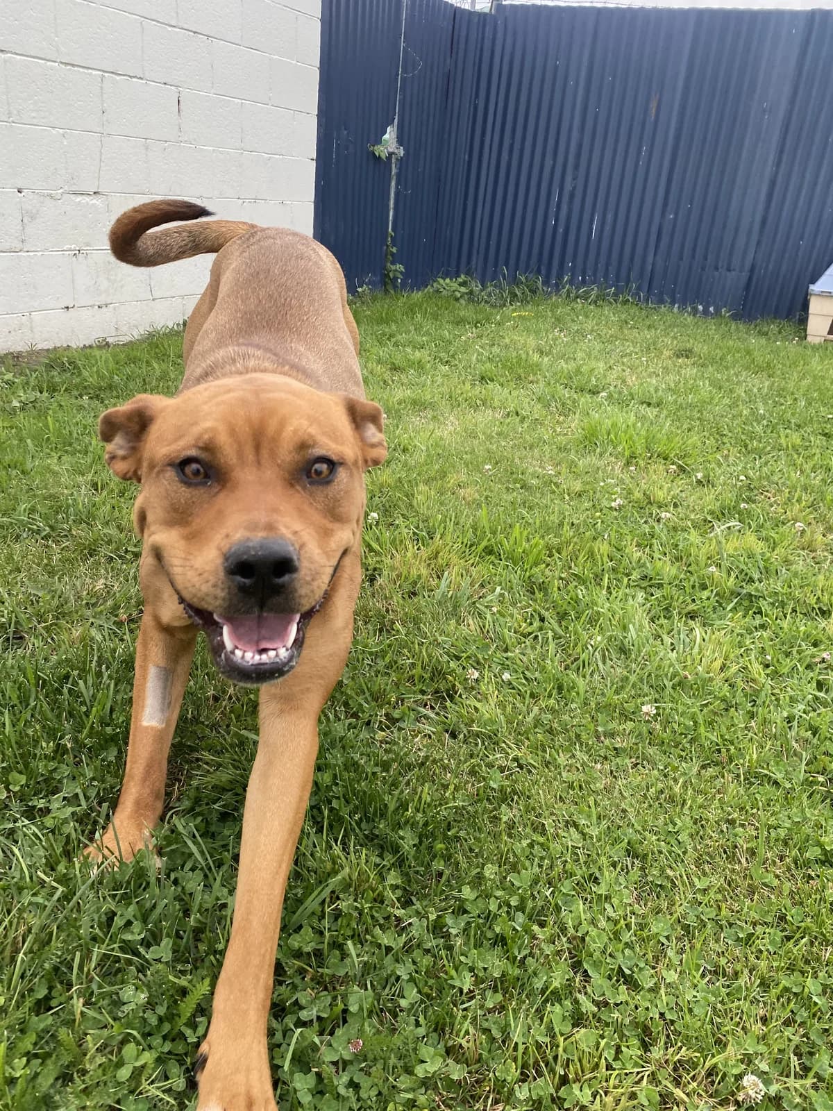 Lucy - Mixed Breed available for adoption at SPCA New Zealand in Dunedin