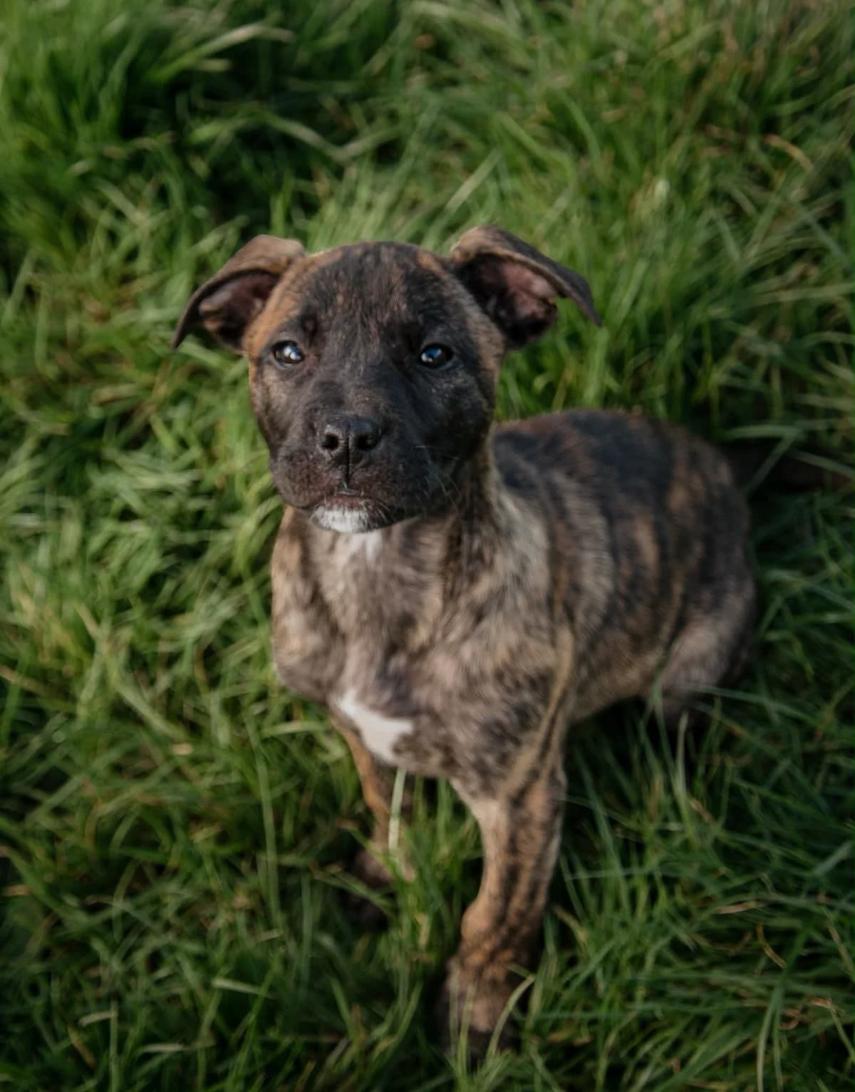 Tabasco - Mixed Breed available for adoption at SPCA New Zealand in Kerikeri