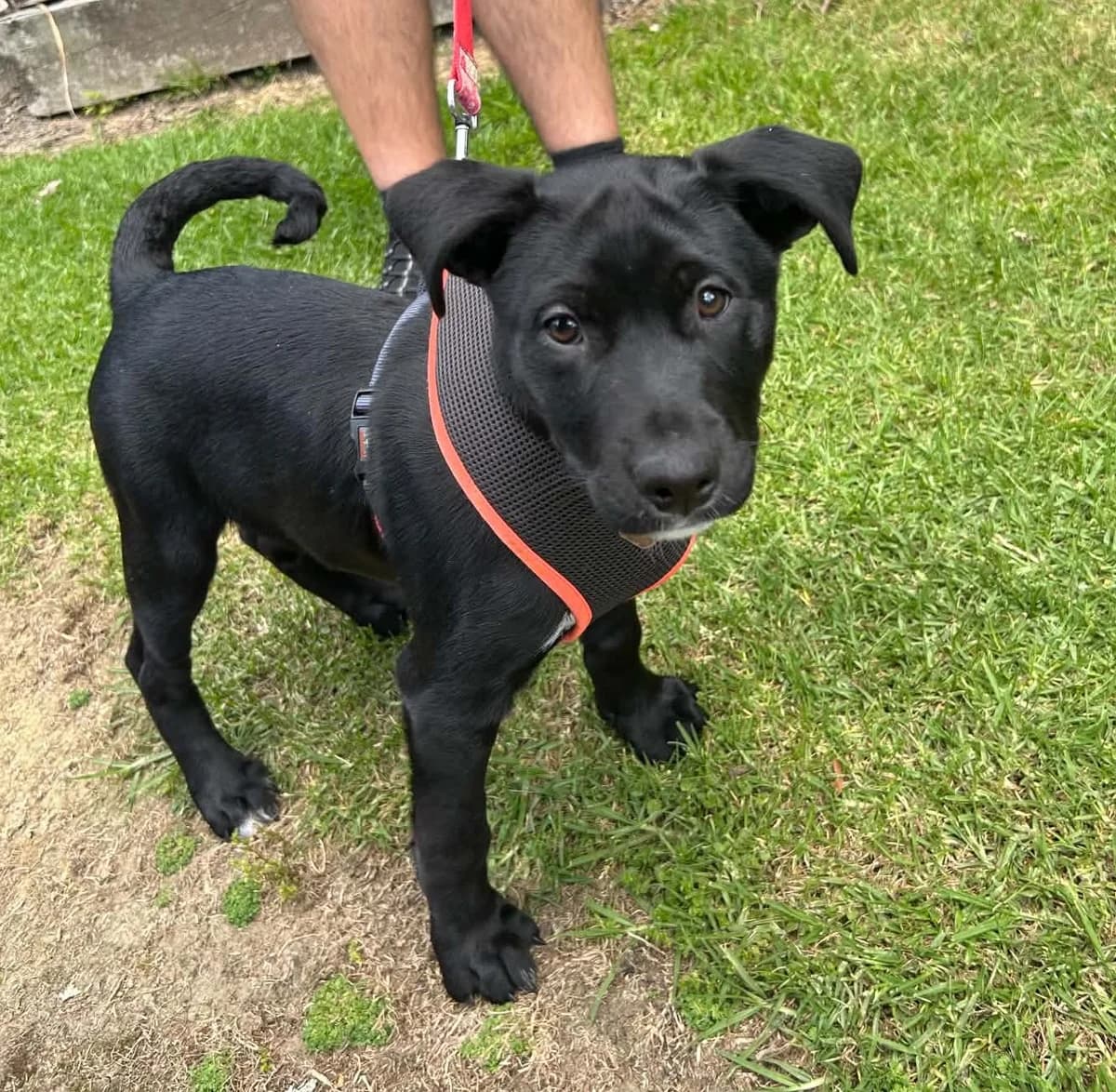 Layla - Mixed Breed available for adoption at SPCA New Zealand in Whangarei