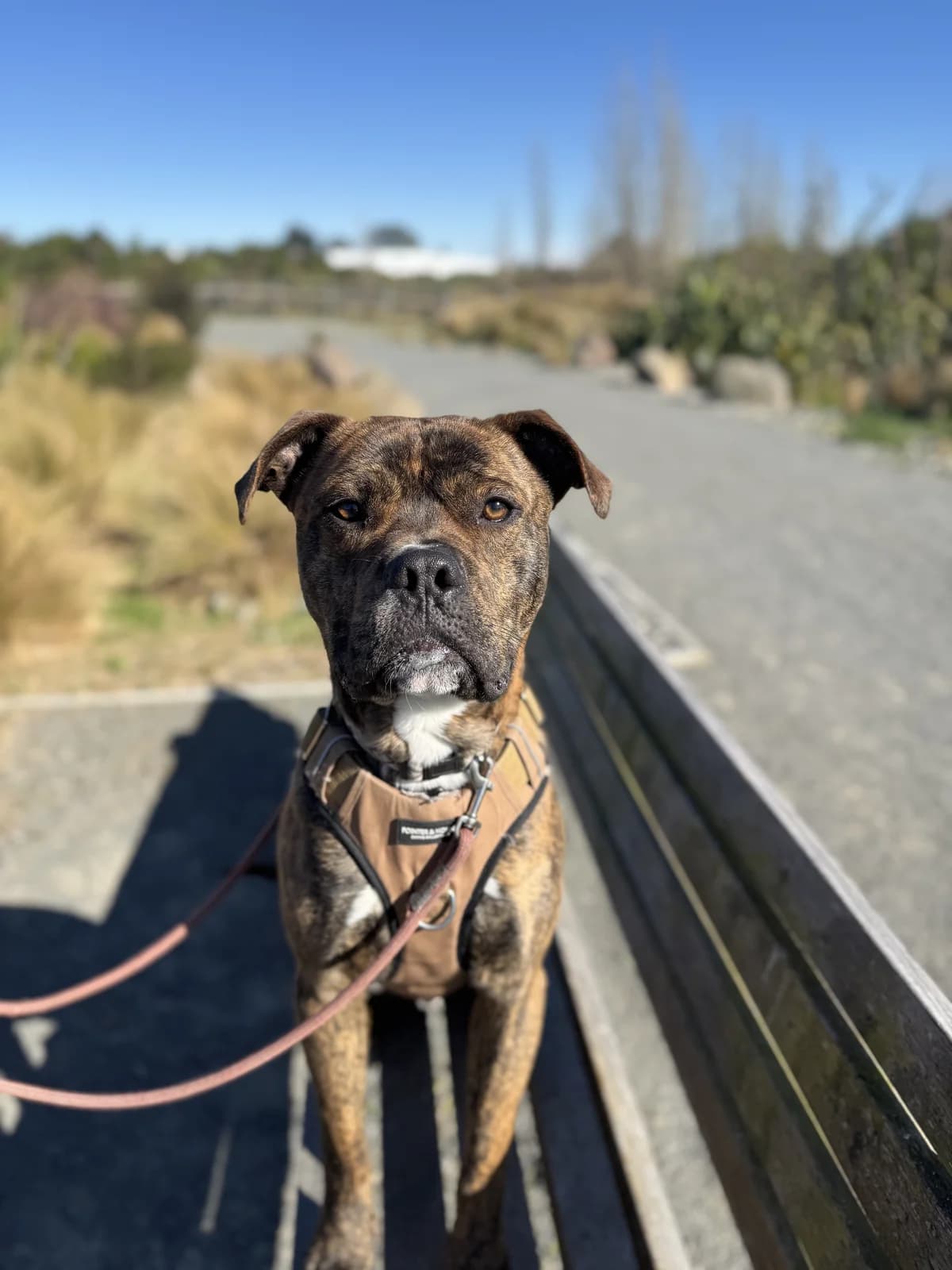 Chester - Mixed Breed available for adoption at SPCA New Zealand in Dunedin
