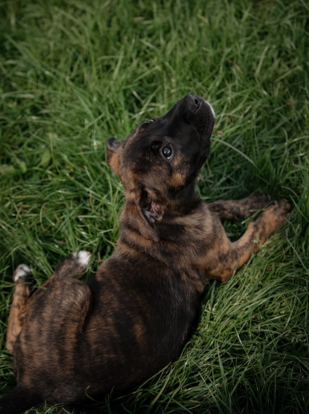 Taco - Mixed Breed available for adoption at SPCA New Zealand in Kerikeri