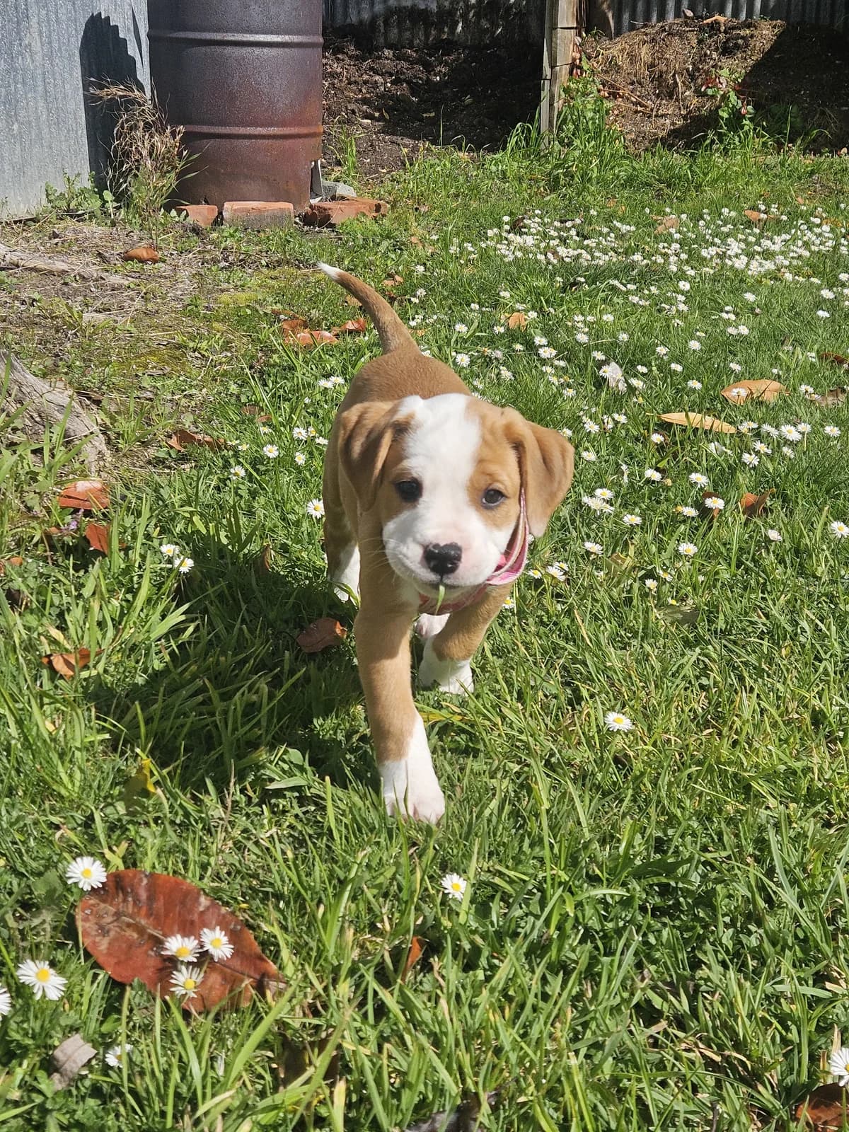 Lulu - Mixed Breed available for adoption at SPCA New Zealand in Palmerston North
