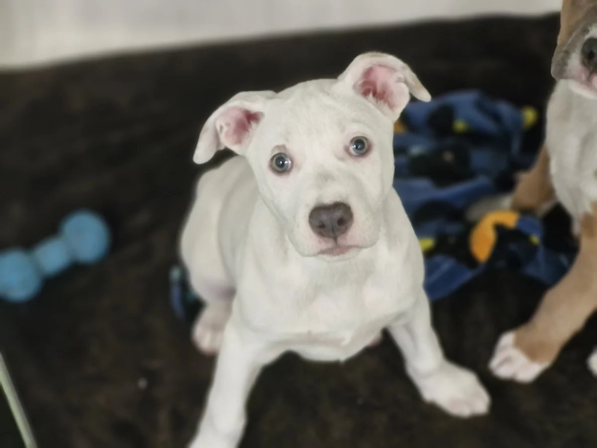 Bonnie - Mixed Breed available for adoption in Wellington