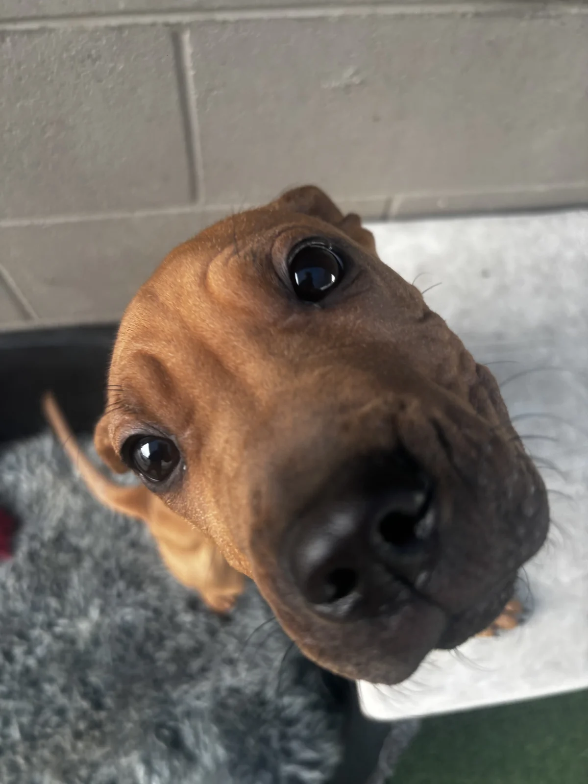 Daisy - Mixed Breed available for adoption at SPCA New Zealand in Napier