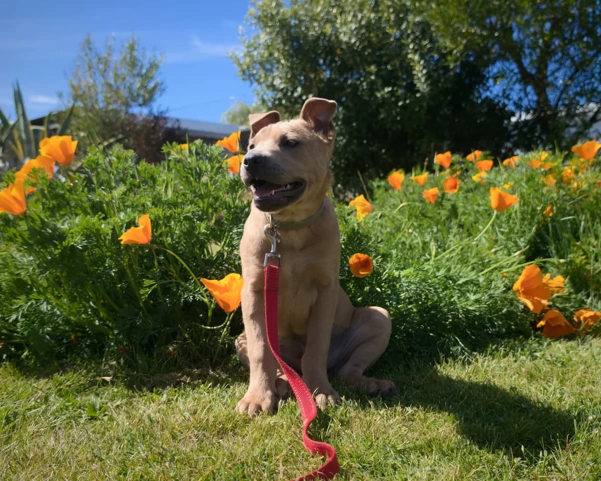 Mimi - Mixed Breed available for adoption at SPCA New Zealand in Renwick