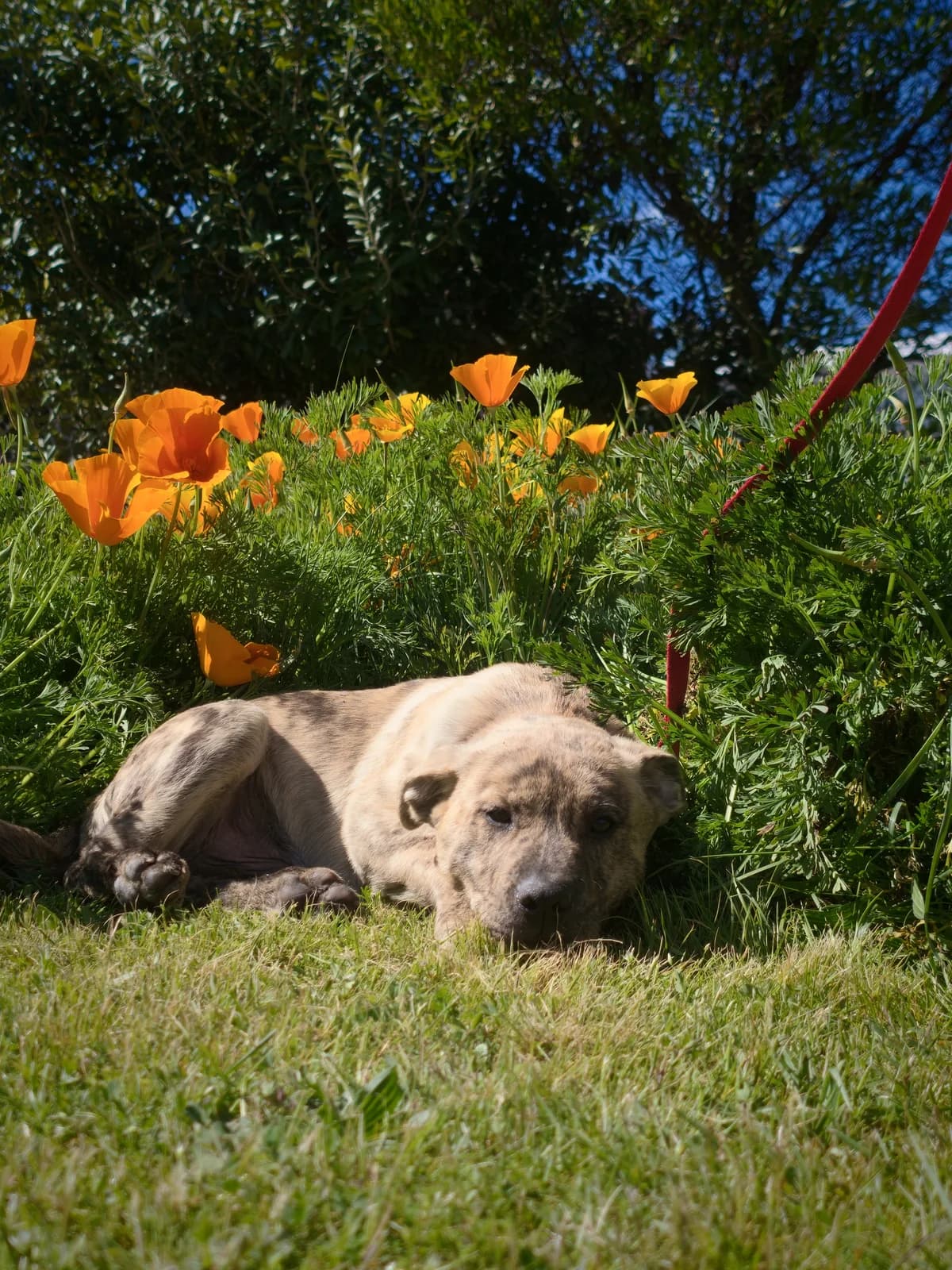 Kenny - Mixed Breed available for adoption at SPCA New Zealand in Renwick