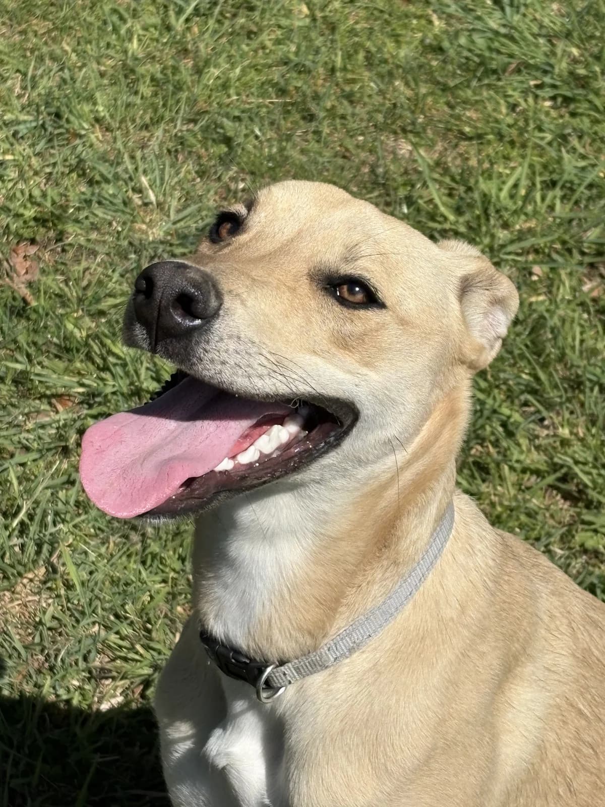 Tonga - Mixed Breed available for adoption at SPCA New Zealand in Timaru