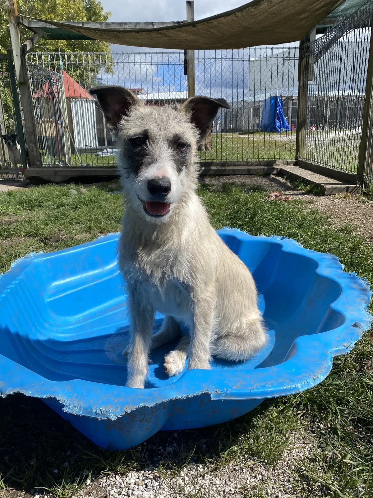 Delilah - Mixed Breed available for adoption at SPCA New Zealand in Rotorua