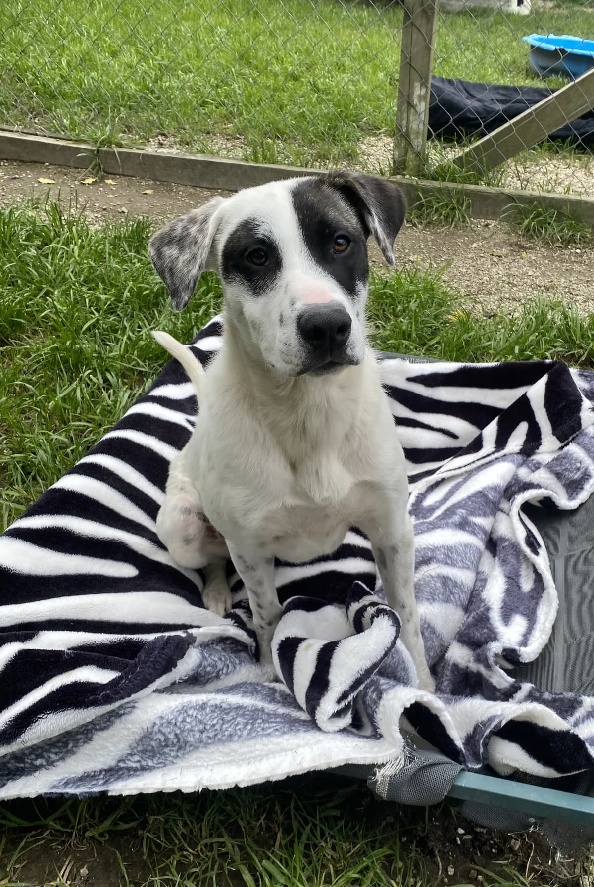 Samson - Mixed Breed available for adoption at SPCA New Zealand in Rotorua