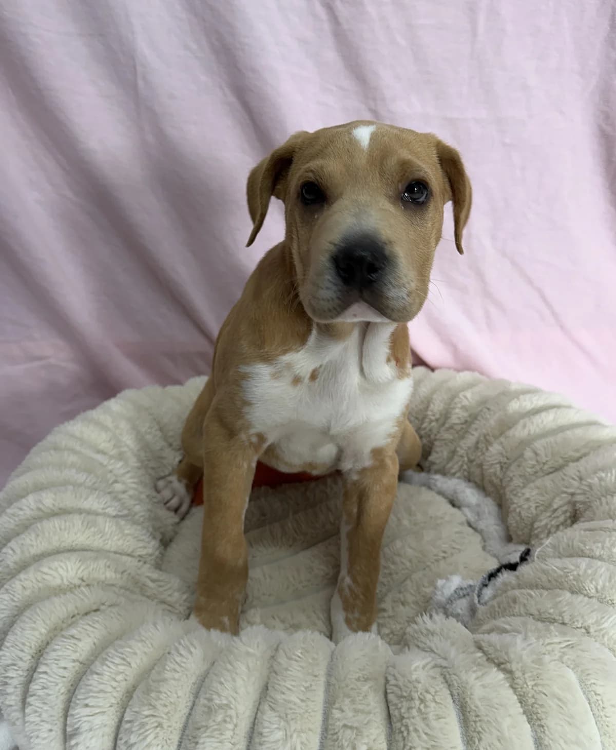 Pipi - Mixed Breed available for adoption at SPCA New Zealand in Tauranga