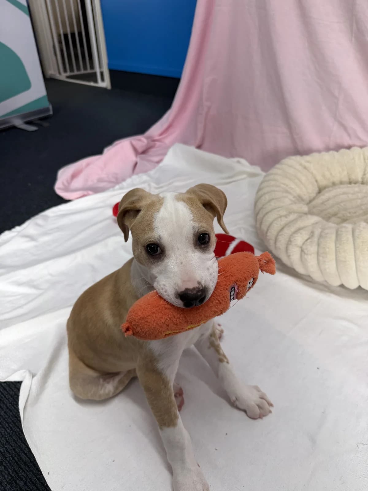 Winnie - Mixed Breed available for adoption at SPCA New Zealand in Tauranga