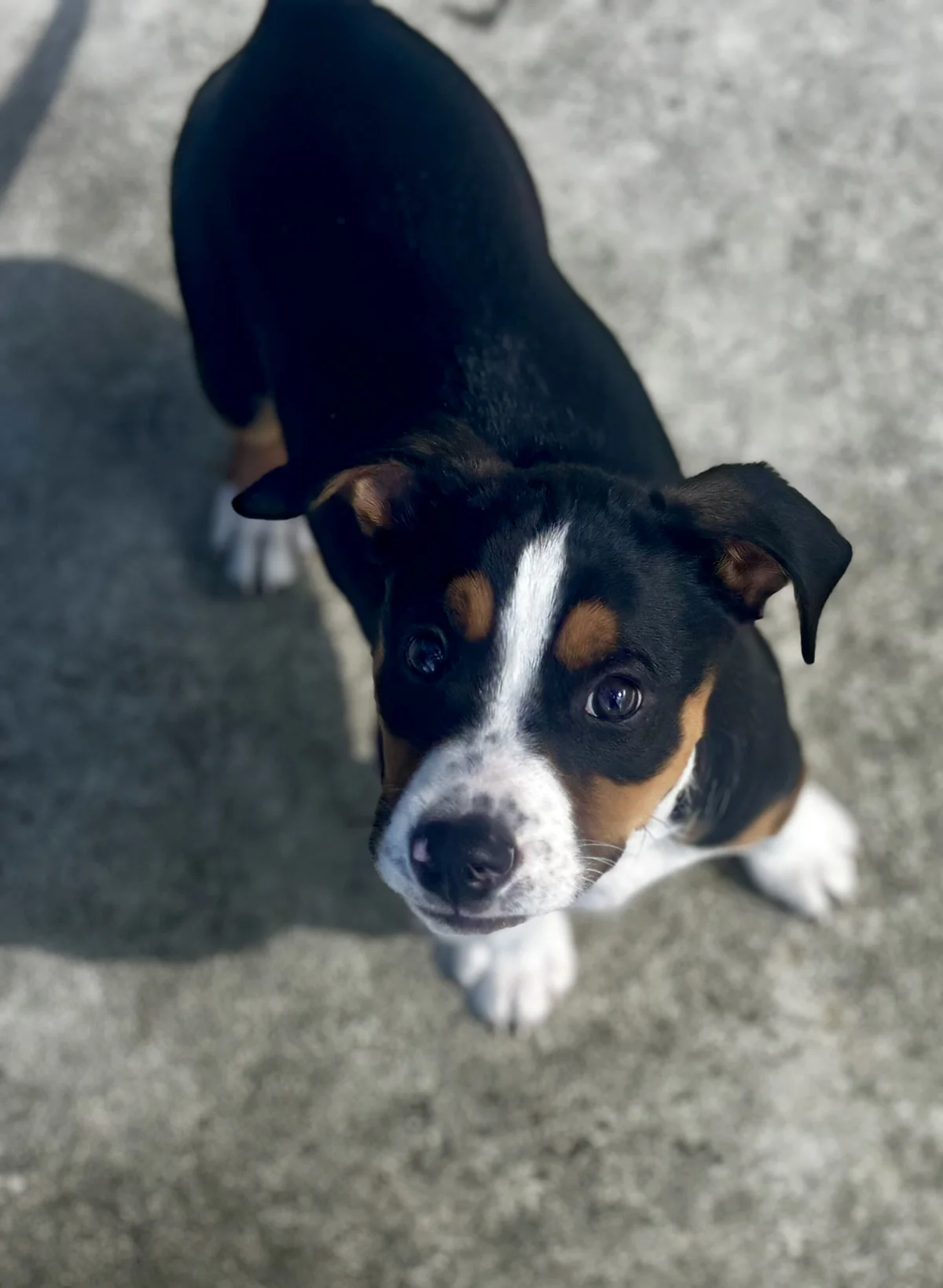 Kia - Mixed Breed available for adoption at SPCA New Zealand in Hastings