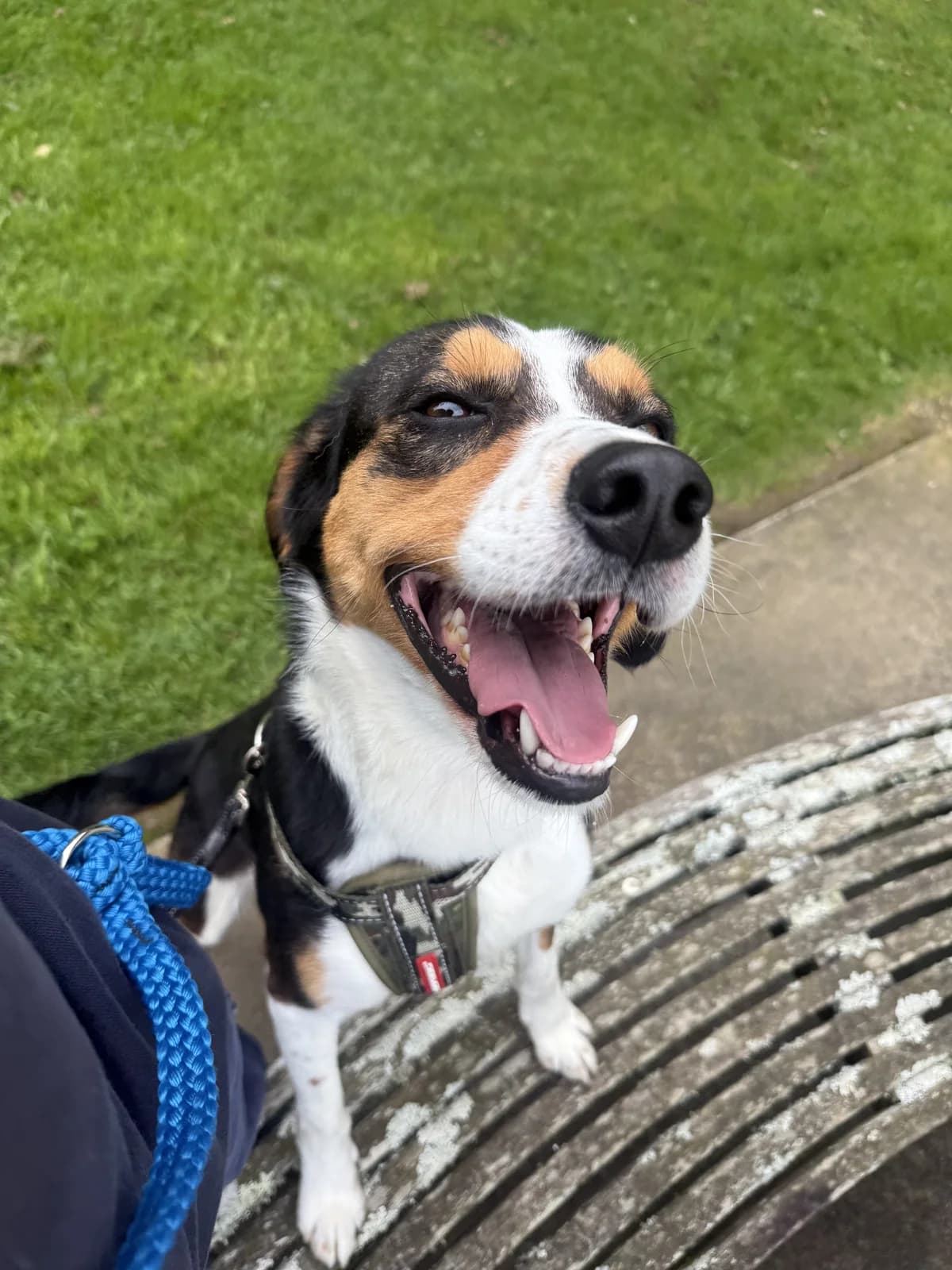 Murphy - Mixed Breed available for adoption in Auckland