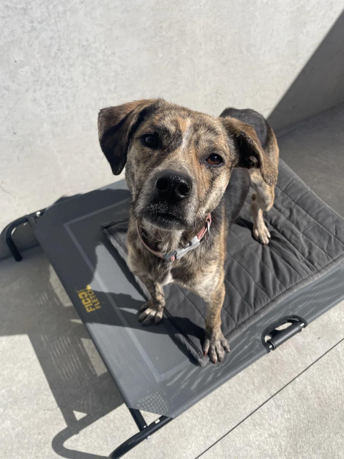 Flint - Mixed Breed available for adoption at SPCA New Zealand in Whakatane