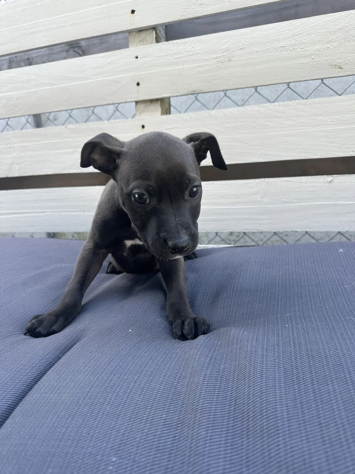 Stu - Mixed Breed available for adoption at SPCA New Zealand in Napier