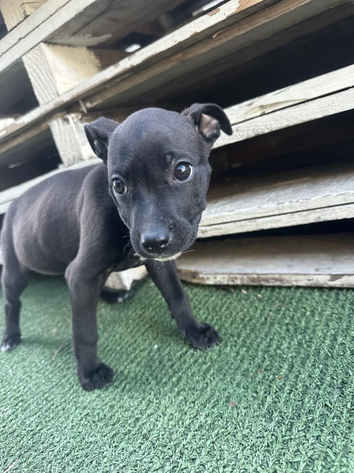 Sally - Mixed Breed available for adoption at SPCA New Zealand in Napier