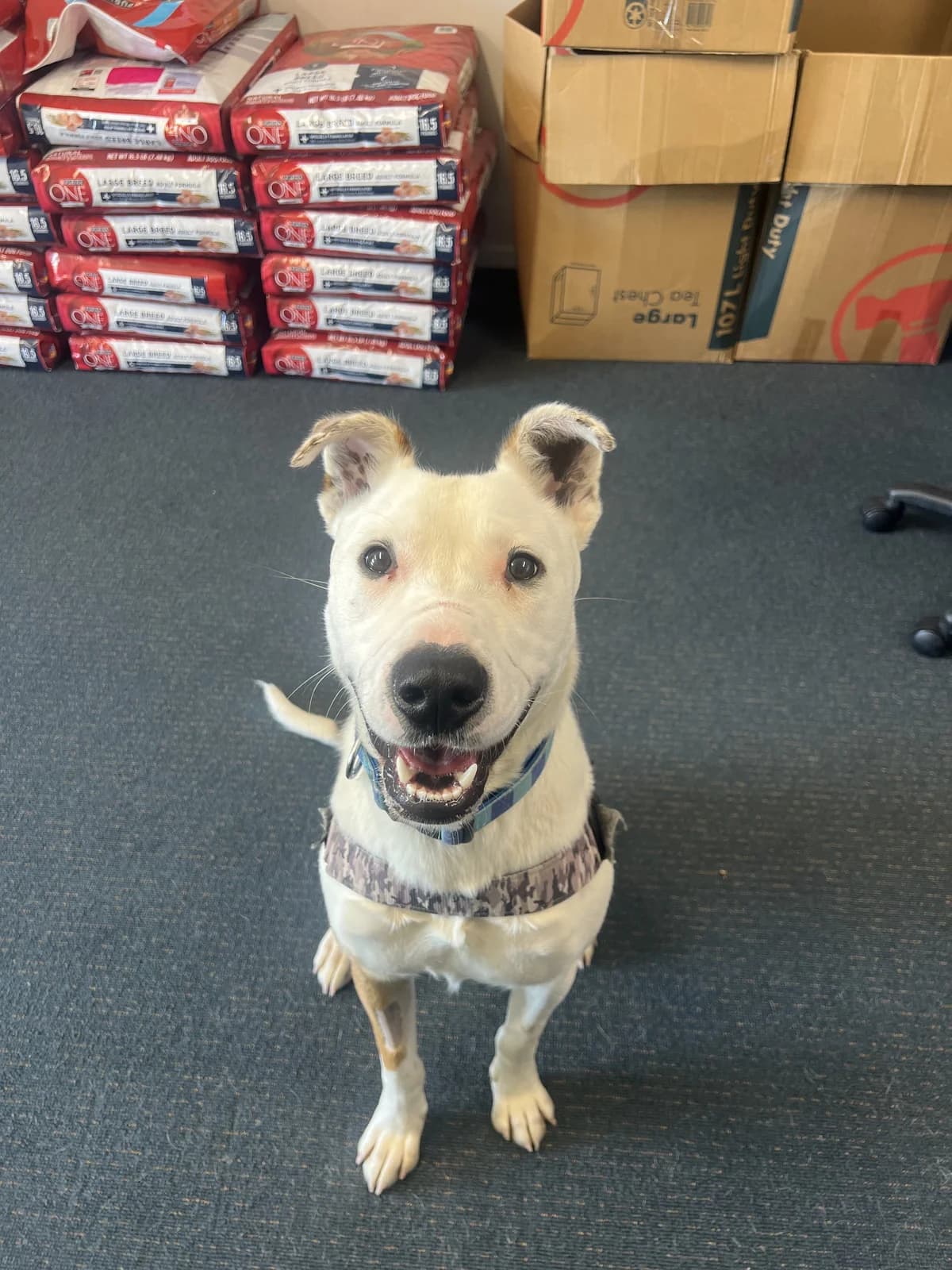 Cody - Mixed Breed available for adoption at SPCA New Zealand in Timaru