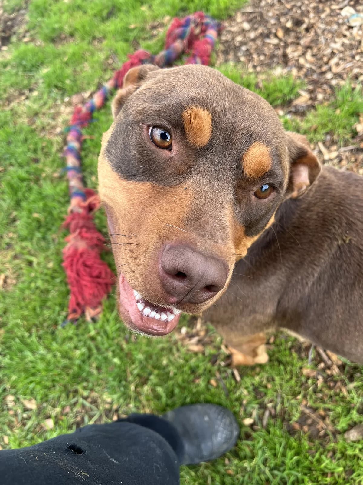 Loki - Mixed Breed available for adoption at SPCA New Zealand in Thames